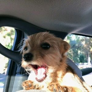 Meet your Posher, Sean